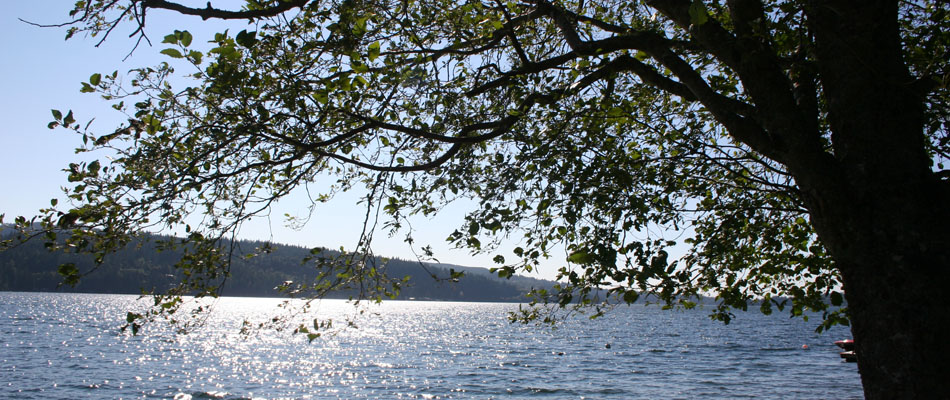 Tree View